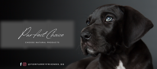  | 幸运五分彩官网结果澳洲网 Furry Friends