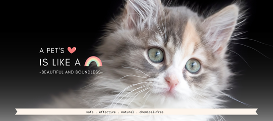  | 幸运五分彩官网结果澳洲网 Furry Friends