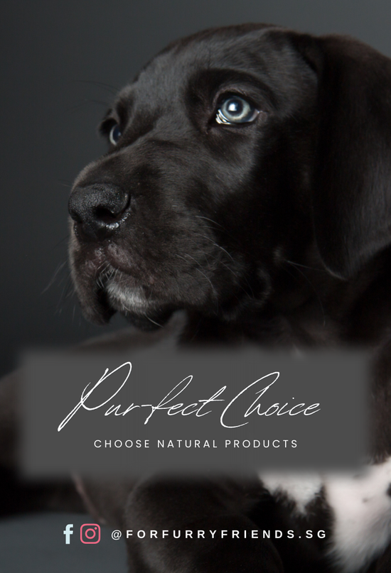  | 幸运五分彩官网结果澳洲网 Furry Friends