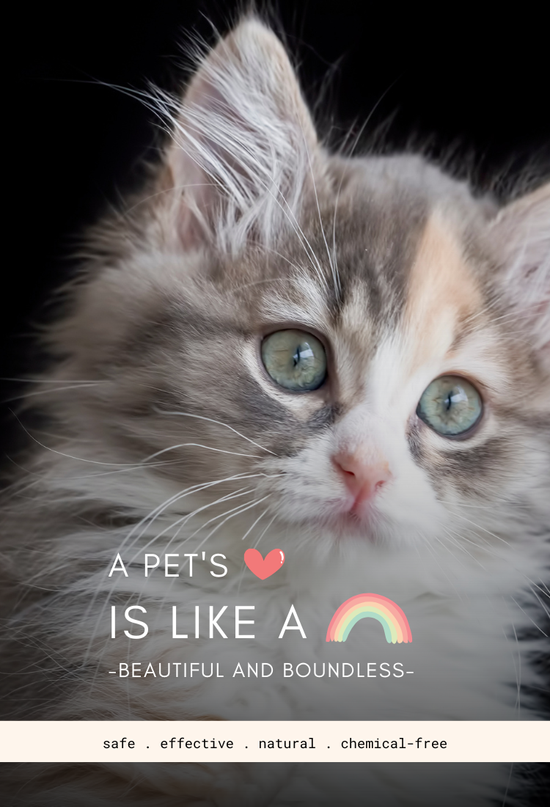  | 幸运五分彩官网结果澳洲网 Furry Friends