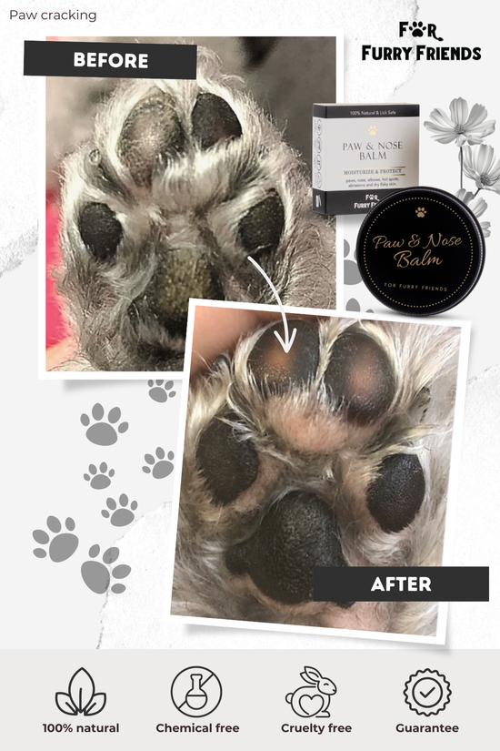  | 幸运五分彩官网结果澳洲网 Furry Friends