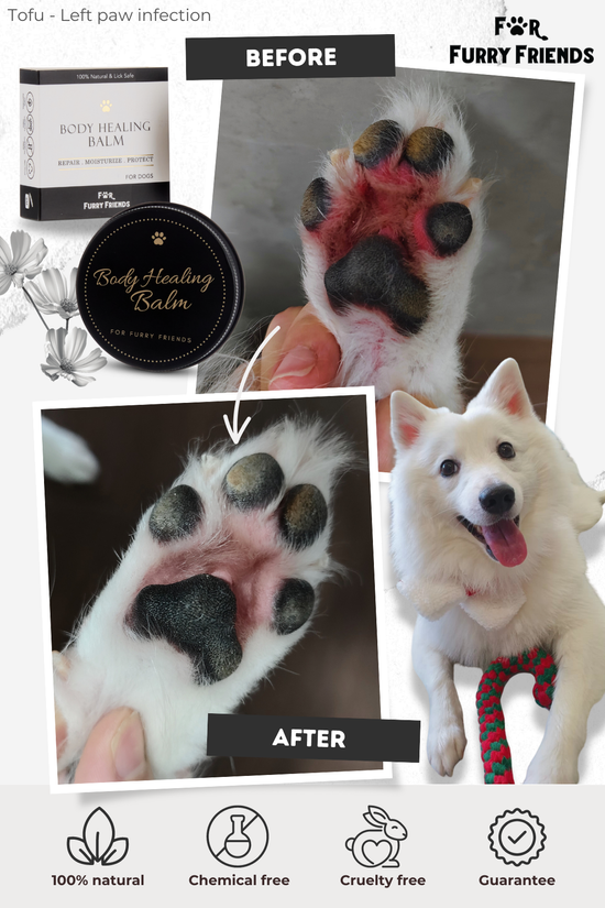  | 幸运五分彩官网结果澳洲网 Furry Friends